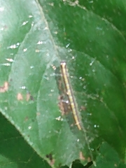 Epipaschia superatalis