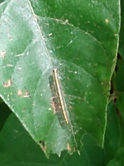 Epipaschia superatalis