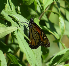 Danaus plexippus