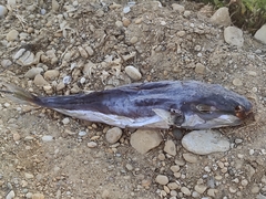 Lagocephalus sceleratus