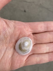 Acmaea