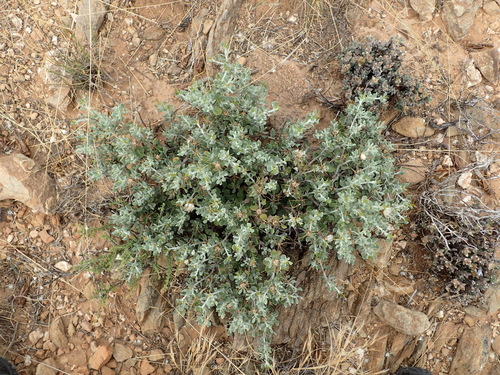 Image of Macledium spinosum by (c) Nicola van Berkel, some rights reserved (CC BY-SA)