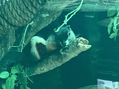 Callosciurus prevostii