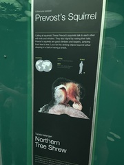 Callosciurus prevostii