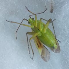 Closterotomus norwegicus