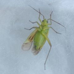 Closterotomus norwegicus