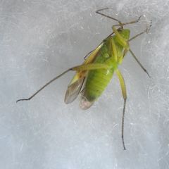 Closterotomus norwegicus