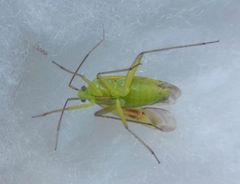 Closterotomus norwegicus