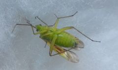 Closterotomus norwegicus