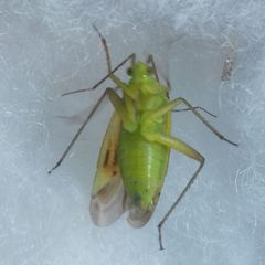 Closterotomus norwegicus