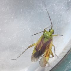 Closterotomus norwegicus