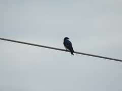 Tachycineta bicolor image