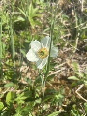 Anemonastrum sibiricum