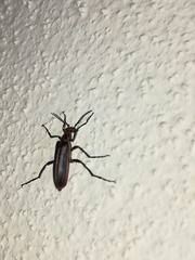 Pyrota tenuicostatis