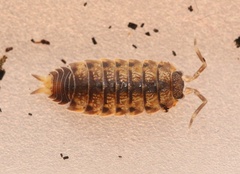 Proporcellio vulcanius