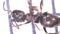 Lasius grandis