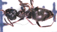Lasius grandis