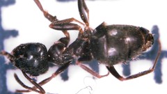 Lasius grandis