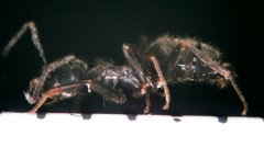 Lasius grandis