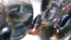 Lasius grandis