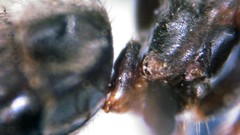 Lasius grandis