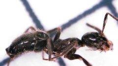 Lasius grandis
