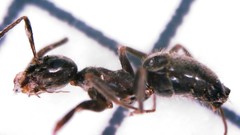 Lasius grandis