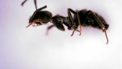Lasius grandis