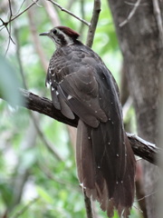 Dromococcyx phasianellus