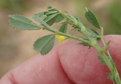 Medicago laciniata