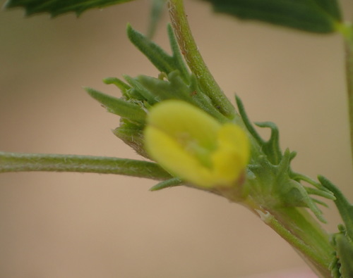 Cutleaf medick (Medicago laciniata)