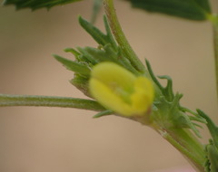 Medicago laciniata