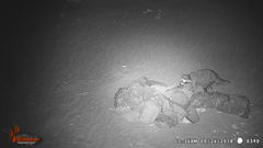 Procyon lotor hernandezii