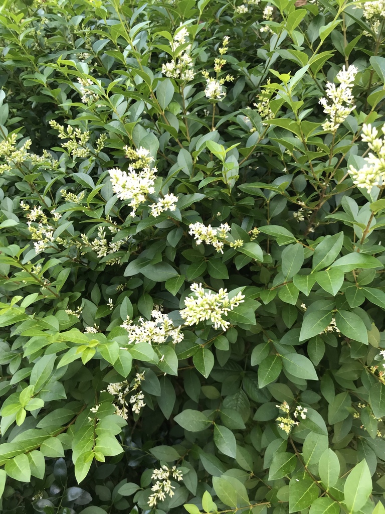 garden privet (Ligustrum ovalifolium)  iNaturalist