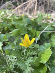 Ficaria verna