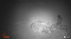 Procyon lotor hernandezii