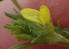 Medicago laciniata