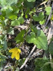 Ficaria verna