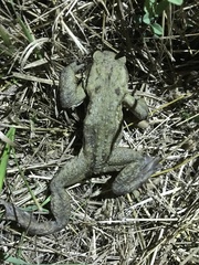 Bufo verrucosissimus
