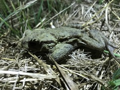 Bufo verrucosissimus