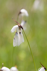 Eriophorum latifolium