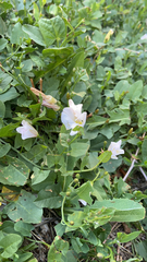 Convolvulus arvensis