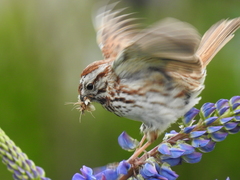 Melospiza melodia image