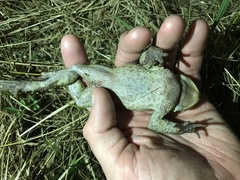 Bufo verrucosissimus
