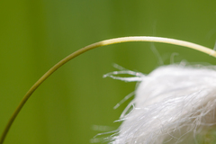 Eriophorum latifolium
