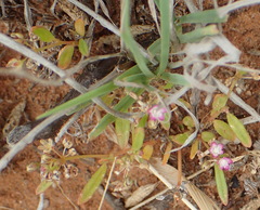 Gisekia pharnaceoides