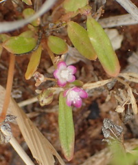 Gisekia pharnaceoides