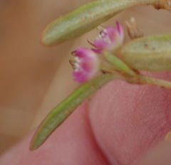 Gisekia pharnaceoides