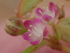 Gisekia pharnaceoides