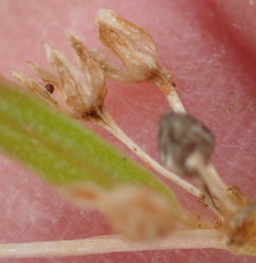 Gisekia pharnaceoides